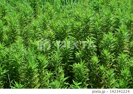 空き地 荒地 雑草 土地 vacant lot 空き地 荒地 雑草 土地 vacant lot 142341224