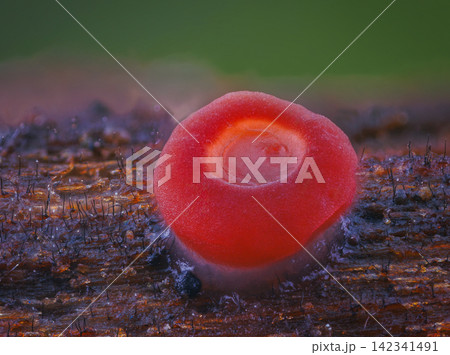 Small red mushroom. Close up picture of microscopic mushroom 142341491