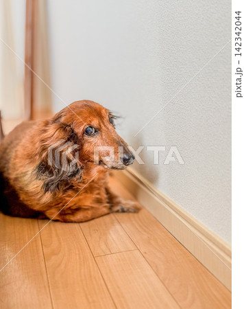 壁のそばでじっと見つめる犬 壁のそばでじっと見つめる犬 142342044