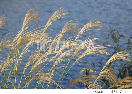 ススキ(秋のイメージや日本文化に) ススキ(秋のイメージや日本文化に) 142342159
