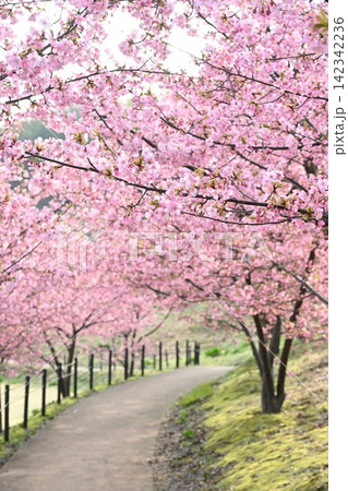 新潟県立植物園の河津桜(新潟県新潟市秋葉区新津) 新潟県立植物園の河津桜(新潟県新潟市秋葉区新津) 142342236