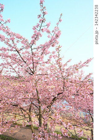 新潟県立植物園の河津桜(新潟県新潟市秋葉区新津) 新潟県立植物園の河津桜(新潟県新潟市秋葉区新津) 142342238