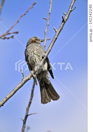 ヒヨドリ(Bulbul) ヒヨドリ(Bulbul) 142342240