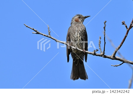 ヒヨドリ（Bulbul） 142342242