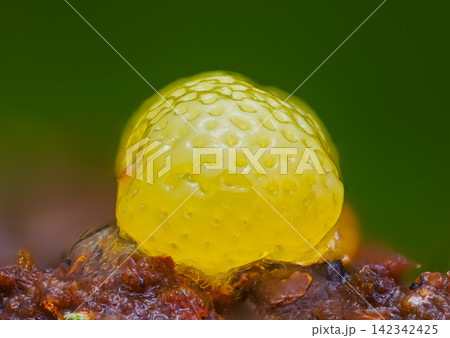 Honeycomb Coral Slime Mold. it's a small protist organism Honeycomb Coral Slime Mold. it's a small protist organism 142342425