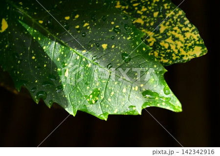 アオキ(フイリアオキ:Aucuba japonica)水滴付き アオキ(フイリアオキ:Aucuba japonica)水滴付き 142342916