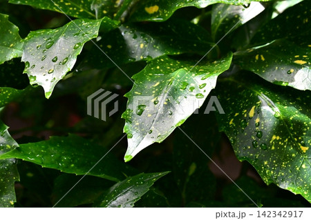 アオキ(フイリアオキ:Aucuba japonica)水滴付き アオキ(フイリアオキ:Aucuba japonica)水滴付き 142342917