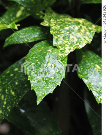 アオキ(フイリアオキ:Aucuba japonica)水滴付き アオキ(フイリアオキ:Aucuba japonica)水滴付き 142342926