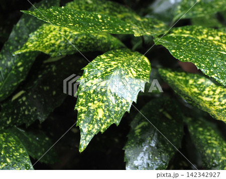 アオキ(フイリアオキ:Aucuba japonica)水滴付き アオキ(フイリアオキ:Aucuba japonica)水滴付き 142342927