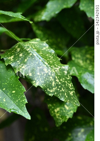 アオキ(フイリアオキ:Aucuba japonica)水滴付き アオキ(フイリアオキ:Aucuba japonica)水滴付き 142342931