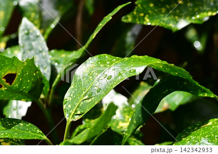 アオキ（フイリアオキ：Aucuba japonica）水滴付き 142342933