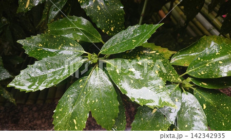 アオキ(フイリアオキ:Aucuba japonica)水滴付き アオキ(フイリアオキ:Aucuba japonica)水滴付き 142342935