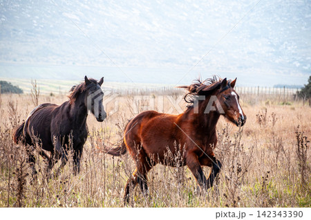 Creole horses galloping at full speed in the hills of the Argentine pampa 142343390