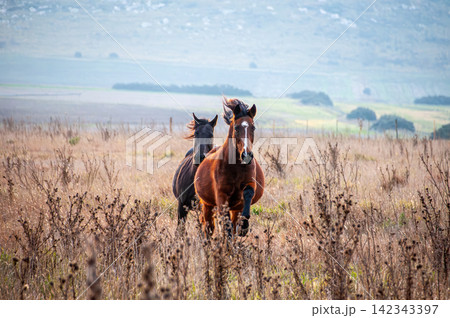 Chestnut and dark horses galloping forward in the Argentine countryside Chestnut and dark horses galloping forward in the Argentine countryside 142343397