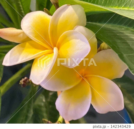 Yellow Plumeria Flowers in Bloom 142343429