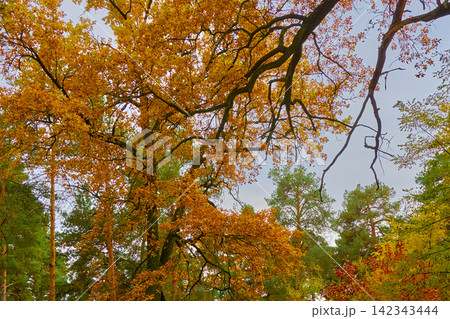 Autumn calmness mood.Oak tree in colorful foliage Autumn calmness mood.Oak tree in colorful foliage 142343444