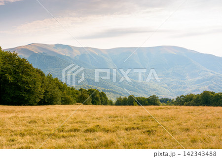 mountain landscape of ukraine. alpine grassy meadow and deciduous forest on the hill. late summer nature background for carpathian adventures 142343488