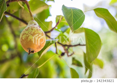 Unripe green pears, Orchard. Young pear tree. Ripe fruit harvest. Summer. 142343821