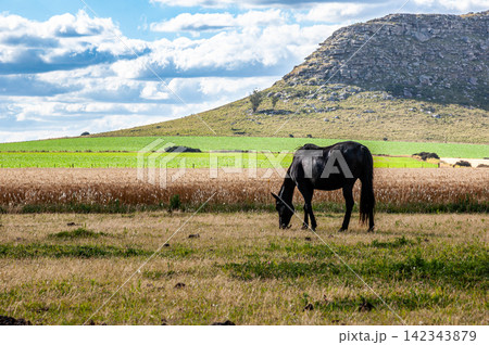 Black horse grazing in a field with a hill background in Balcarce, Argentina 142343879