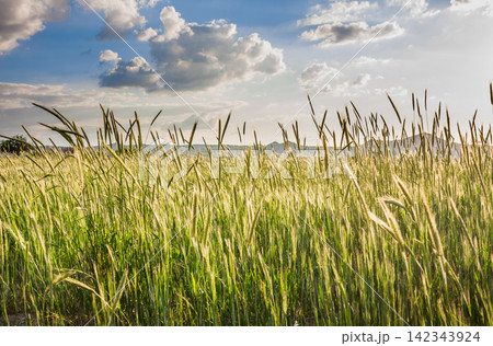 field with cereal 142343924