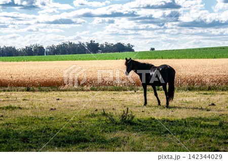 Side view of a black horse in the Argentine countryside Side view of a black horse in the Argentine countryside 142344029
