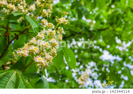 Inflorescence with white flowers of the horse chestnut tree with Inflorescence with white flowers of the horse chestnut tree with 142344114