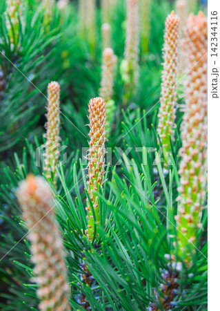 Blooming pine in the spring. New pine cone sprout on branches of pine tree. 142344116