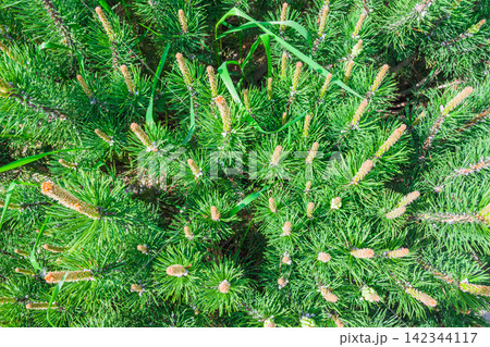 Blooming pine in the spring. New pine cone sprout on branches of pine tree. Top view Blooming pine in the spring. New pine cone sprout on branches of pine tree. Top view 142344117
