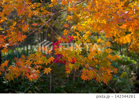 北海道の紅葉 142344261