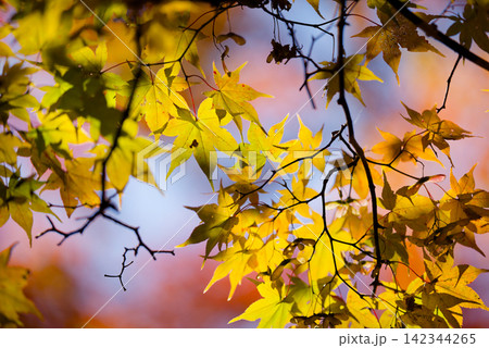 北海道の紅葉 北海道の紅葉 142344265