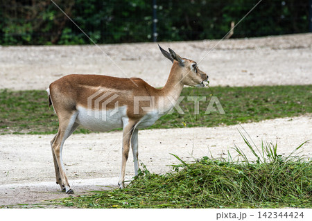 Indian Blackbuck, Antelope cervicapra or Indian antelope. Indian Blackbuck, Antelope cervicapra or Indian antelope. 142344424
