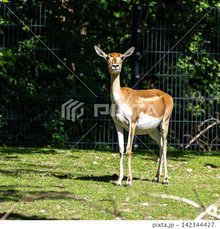 Indian Blackbuck family, Antelope cervicapra or Indian antelope. Indian Blackbuck family, Antelope cervicapra or Indian antelope. 142344427