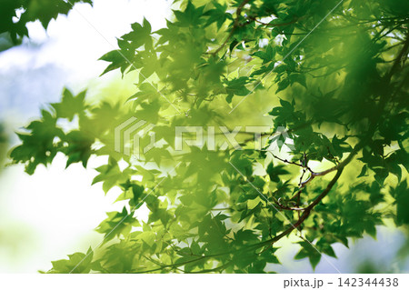 緑のもみじ 緑のもみじ 142344438
