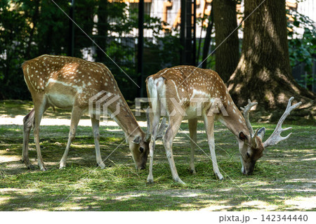 The fallow deer, Dama mesopotamica is a ruminant mammal The fallow deer, Dama mesopotamica is a ruminant mammal 142344440
