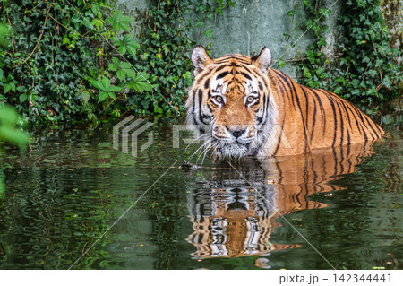 The Siberian tiger,Panthera tigris altaica in a park The Siberian tiger,Panthera tigris altaica in a park 142344441