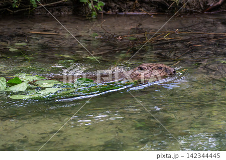 Young little Eurasian beaver, Castor fiber at a river in Munich, Bavaria in Germany Young little Eurasian beaver, Castor fiber at a river in Munich, Bavaria in Germany 142344445