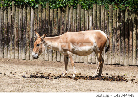 Persian onager, Equus hemionus onager. Captive-born animals that are extremely rare due to near extinction in the wild. Persian onager, Equus hemionus onager. Captive-born animals that are extremely rare due to near extinction in the wild. 142344449