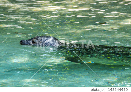 The harbor seal, Phoca vitulina is swimming in a basin in a German park The harbor seal, Phoca vitulina is swimming in a basin in a German park 142344450