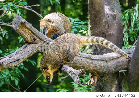 South American coati, Nasua nasua is a coati species from tropical and subtropical South America. 142344452