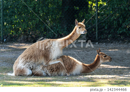 Mating Vicunas, Vicugna Vicugna, relatives of the llama in a German park Mating Vicunas, Vicugna Vicugna, relatives of the llama in a German park 142344466