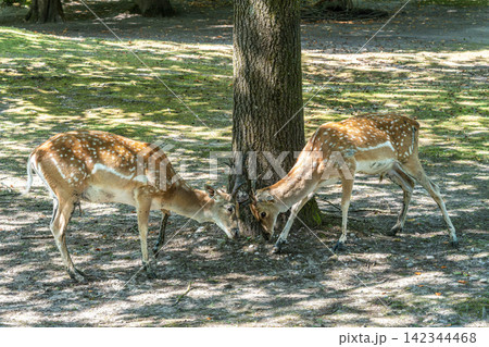Two fallow deer, Dama mesopotamica fight head to head over female and territory. A ruminant mammal Two fallow deer, Dama mesopotamica fight head to head over female and territory. A ruminant mammal 142344468