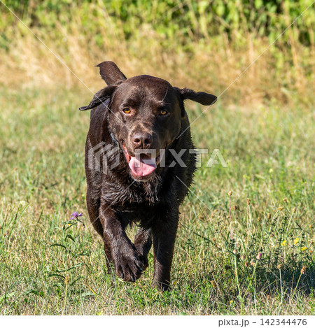 Labrador retriever, Canis lupus familiaris on a grass field. Healthy chocolate brown labrador retriever Labrador retriever, Canis lupus familiaris on a grass field. Healthy chocolate brown labrador retriever 142344476