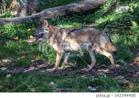 European Grey Wolf, Canis lupus in a german park European Grey Wolf, Canis lupus in a german park 142344480