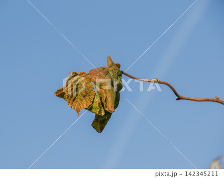 Autumn Leaves on Twisted Corkscrew Hazel Twig Against Blue Sky Autumn Leaves on Twisted Corkscrew Hazel Twig Against Blue Sky 142345211