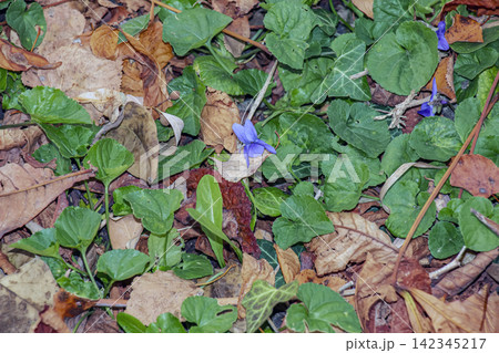 Purple Sweet Violet Blooming Among Green and Fallen Leaves 142345217