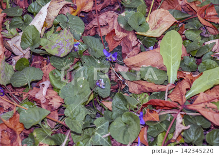 Sweet Violet Flowers Growing Among Colorful Fallen Leaves Sweet Violet Flowers Growing Among Colorful Fallen Leaves 142345220