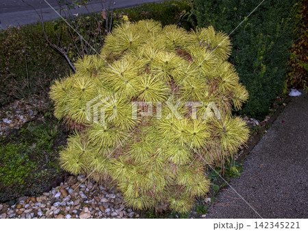 Golden Japanese Red Pine Pinus densiflora Aurea in Autumn Garden Golden Japanese Red Pine Pinus densiflora Aurea in Autumn Garden 142345221