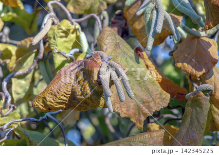 Male Catkins and Autumn Leaf on Corkscrew Hazel Branch Male Catkins and Autumn Leaf on Corkscrew Hazel Branch 142345225