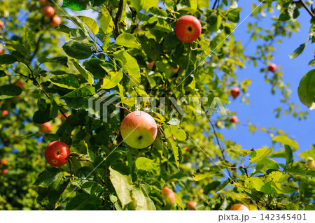 Ripe Apples Growing on an Apple Tree in Sunny Orchard Ripe Apples Growing on an Apple Tree in Sunny Orchard 142345401