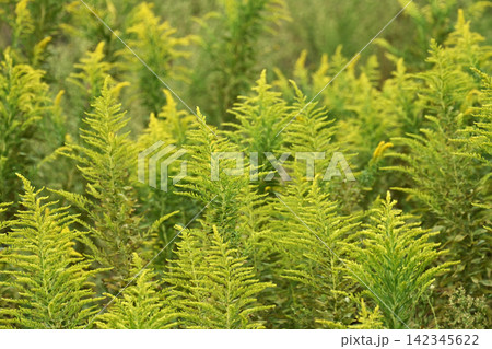 セイタカアワダチソウ (Golden rod) 土地・不動産素材にも セイタカアワダチソウ (Golden rod) 土地・不動産素材にも 142345622